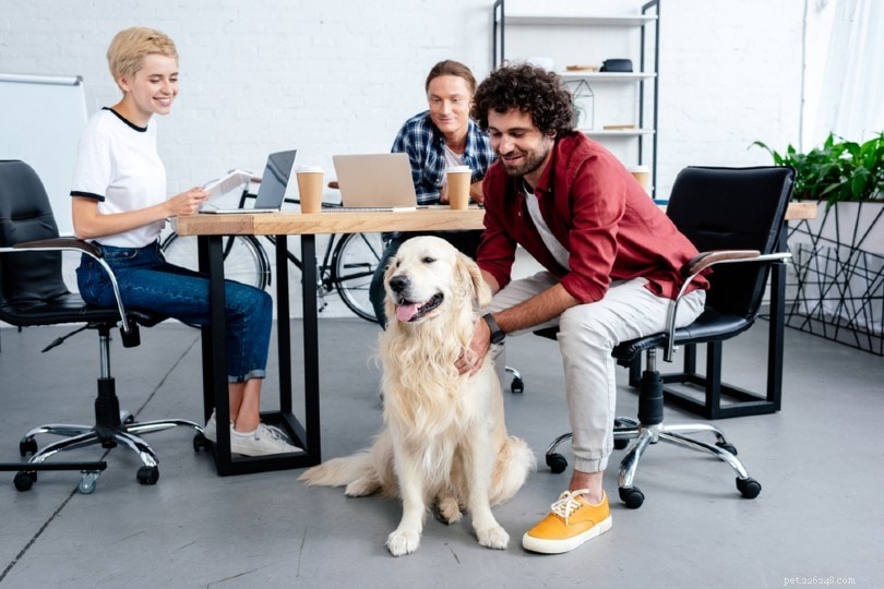 Top 5 Office Pets That Boost Morale, Productivity & Wellness (With Photos)