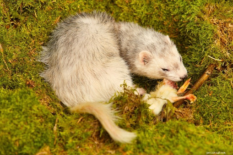 Ferrets: Understanding Their Carnivorous Nature and Diet Requirements