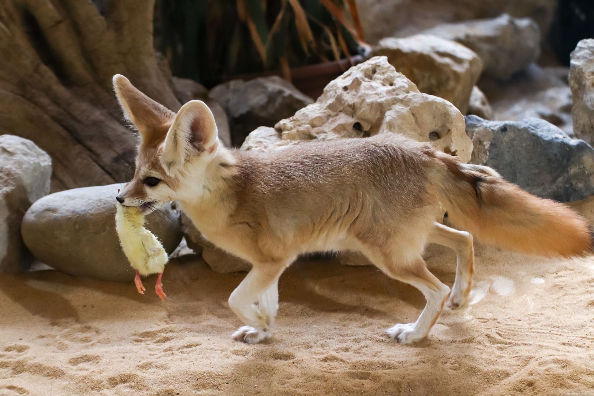 Do Foxes Attack Chickens? When and Why They Target Your Flock