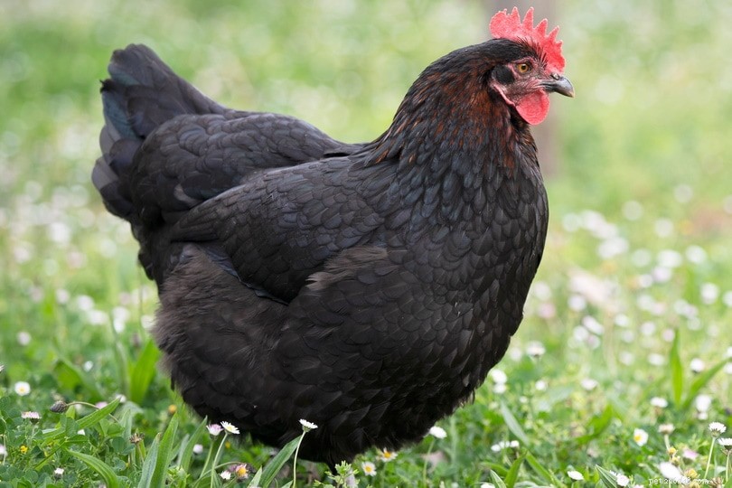 Do Chickens Safely Consume Wasps and Bees? A Comprehensive Guide