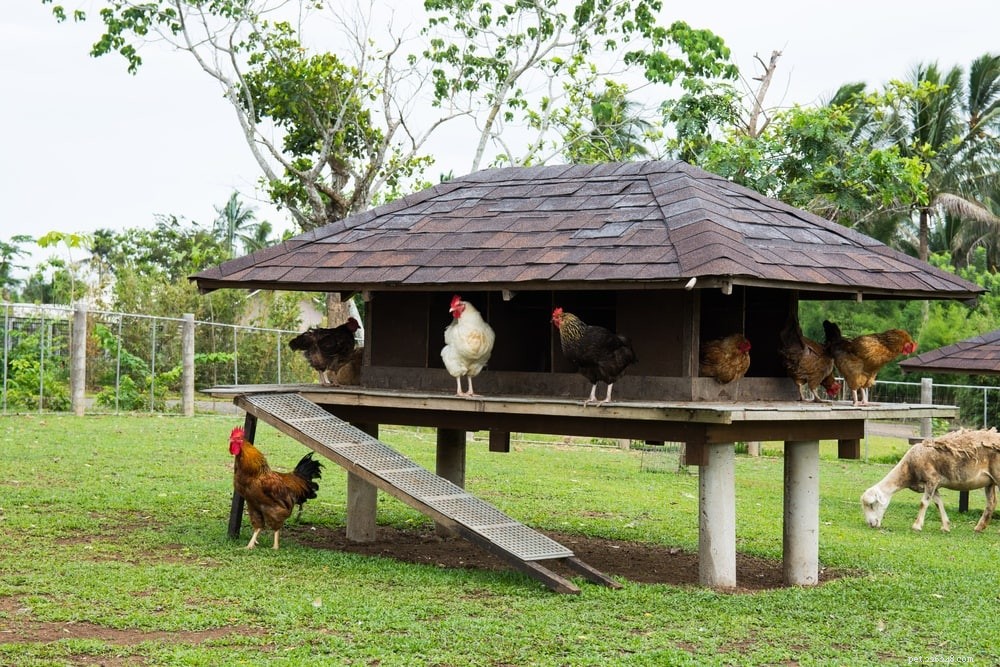 Do Chickens Eat Mice? A Guide to Predatory Behavior & Mouse Management