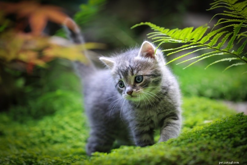 Optimal Time for Kittens to Separate from Their Mother: 12 Weeks Is Key