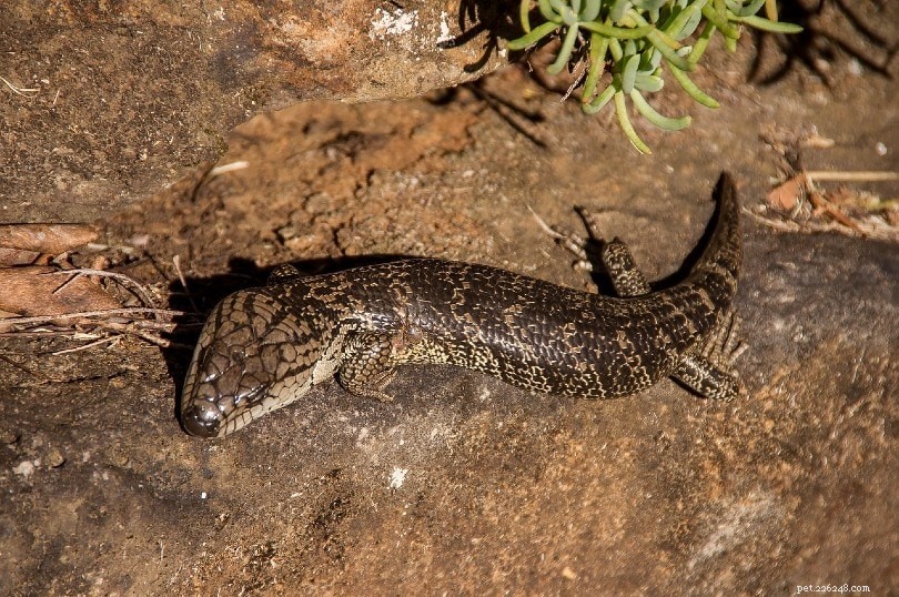2022 US Breeder Directory: Trusted Pink‑Tongued Skink Sales