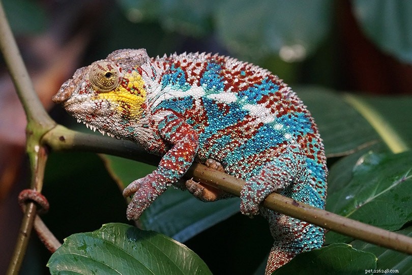 Buy Panther Chameleons in the U.S. – 2022 Breeder Directory