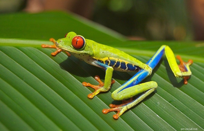 2024 Red‑Eyed Tree Frog Breeders – Premium Quality & Ethical Sourcing