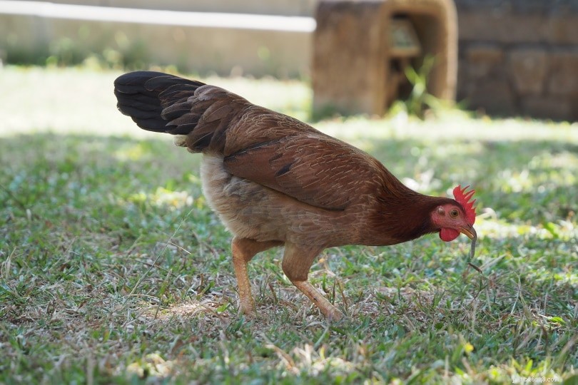 Do Chickens Eat Their Own Poop? Trusted Facts and Insights