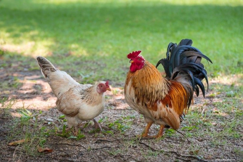 How Chickens Mate: A Clear Guide to Their Reproductive Behavior
