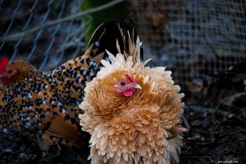 Chicken Feather Molting Explained: Causes, Timing, and Care Tips