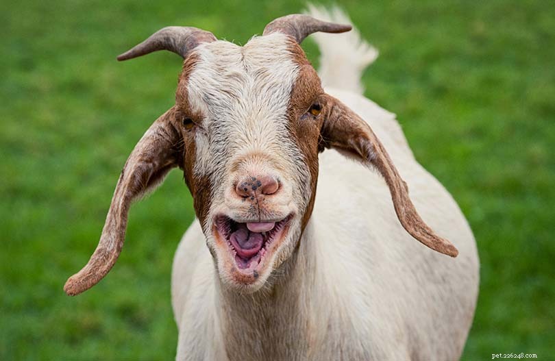 Do Goats Have Upper Teeth? The Surprising Truth About Goat Dentition