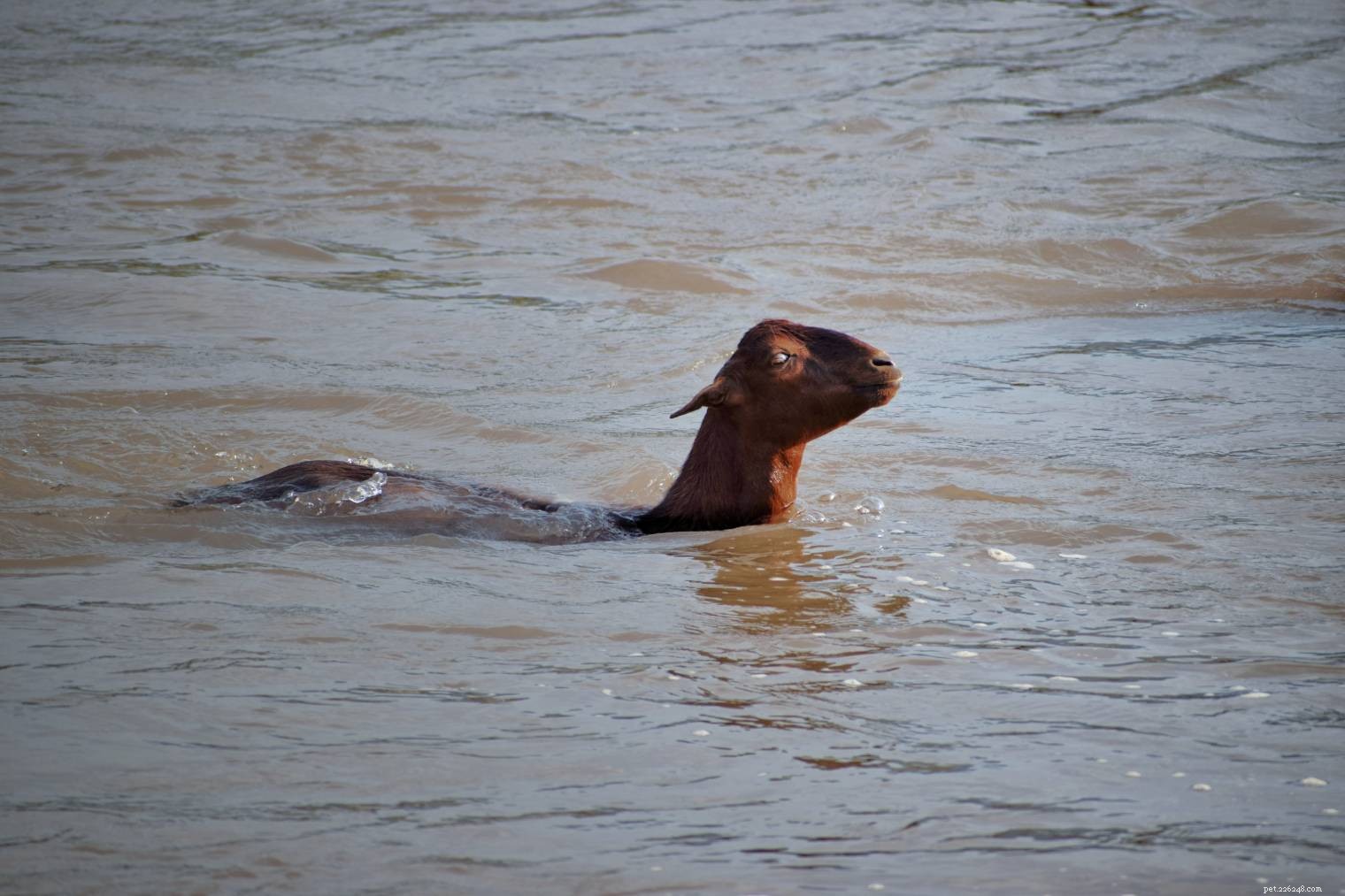 Can Goats Swim? Unveiling Their Surprising Relationship with Water