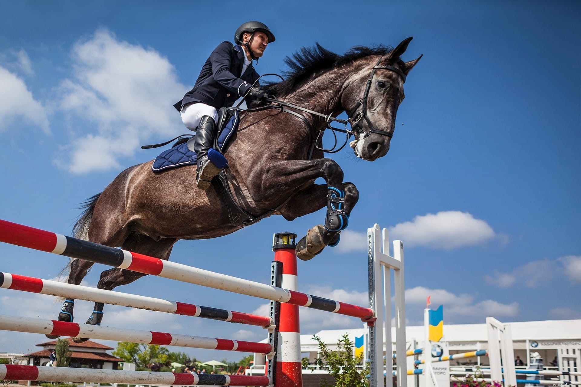 Discovering the Intelligence of Horses: Insights from Scientific Research