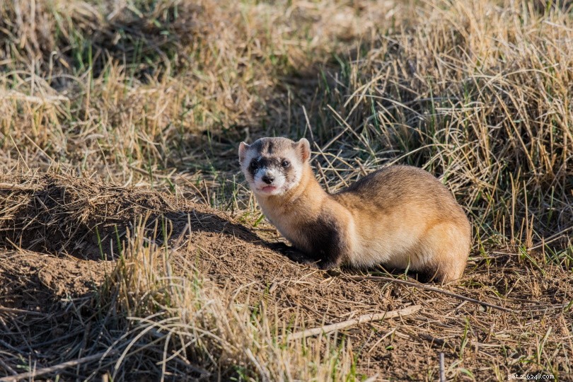 Ferret Flexibility Explained: Do They Have Spines?