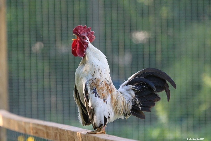 When Do Roosters Start Crowing? Key Facts & Timing Explained
