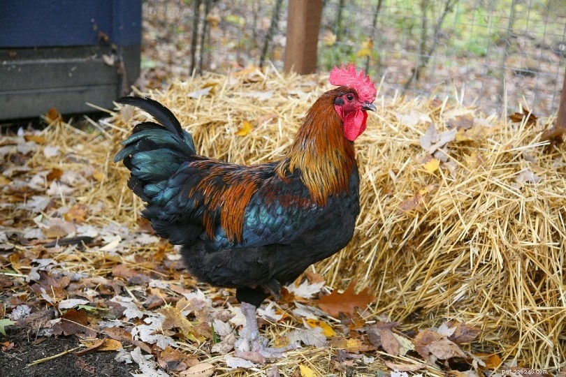 Can You Eat Rooster Meat? Flavor, Nutrition, and Cultural Insights