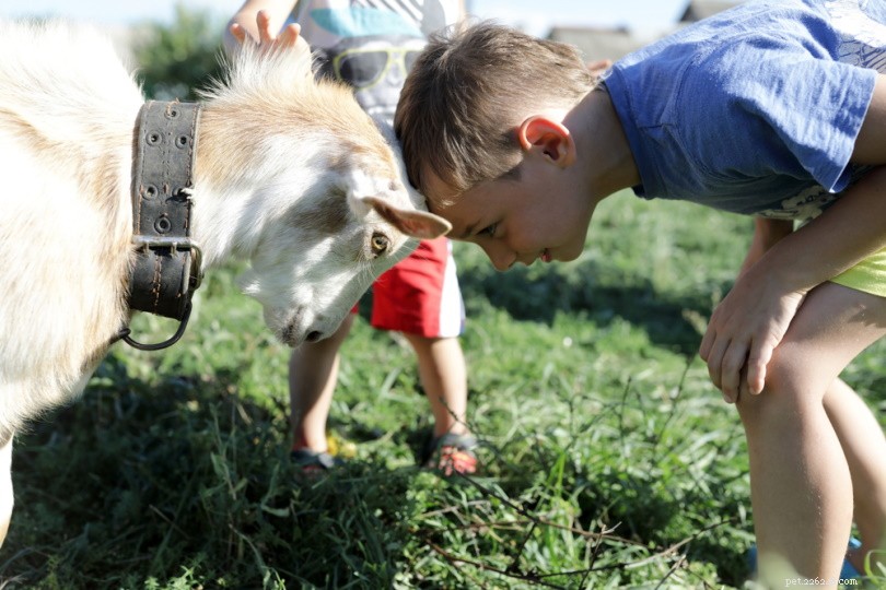 Understanding Goat Affection: 7 Key Behaviors That Show Love to Humans and Fellow Goats