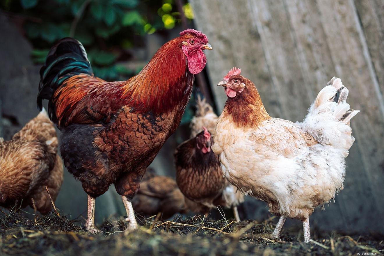 When Do Roosters Reach Sexual Maturity? A Breeder s Guide
