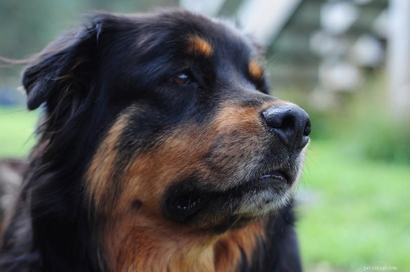 Chow Chow & Rottweiler Mix: Size, Temperament & Care Tips