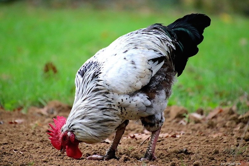What Do Roosters Eat? Complete Feed List & Diet Guide
