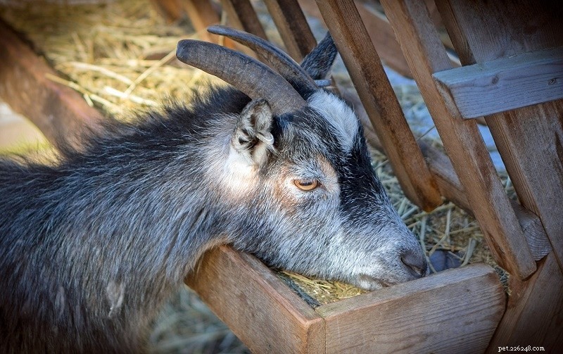 Can Goats Safely Consume Pumpkin? Essential Nutrition Guidelines