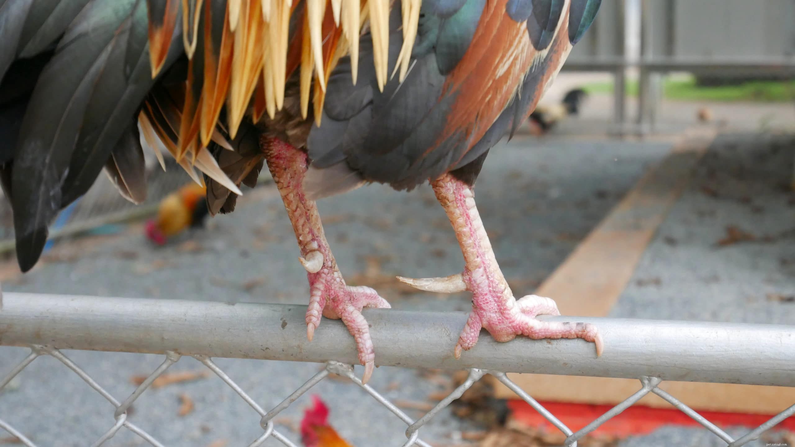 Do All Roosters Have Spurs? Understanding Their Function and Risks