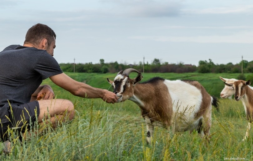The Ultimate Guide to Healthy Goat Treats: 10 Safe Foods to Offer