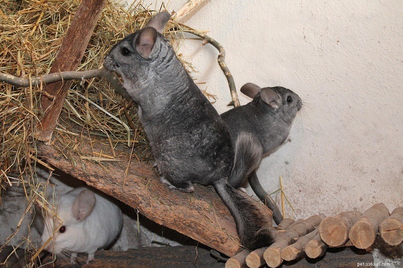 Do Chinchillas Thrive Alone? A Guide to Their Social Needs