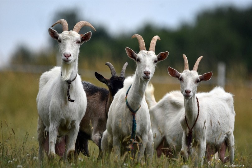 Do Female Goats Have Horns? A Clear Guide to Goat Horns by Gender