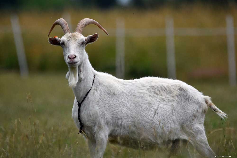 Goat Digestive Anatomy: Why They Have Four Stomachs and How It Works