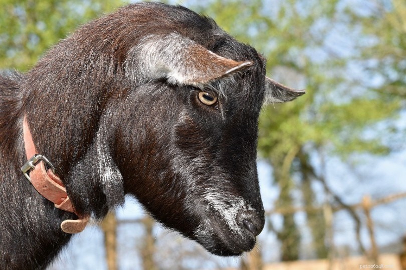 Why Goats Have Horizontal Rectangular Pupils: A Scientific Explanation