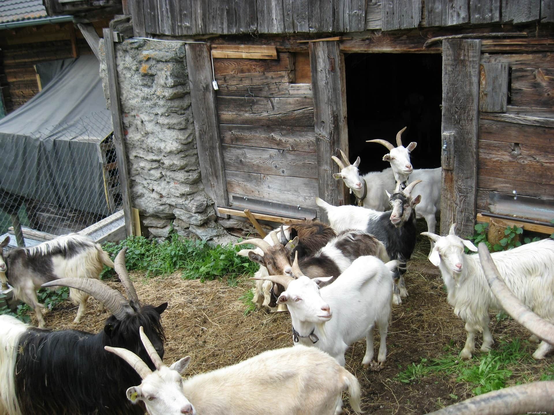 Why Goats Need Shelter & How to Build the Perfect One