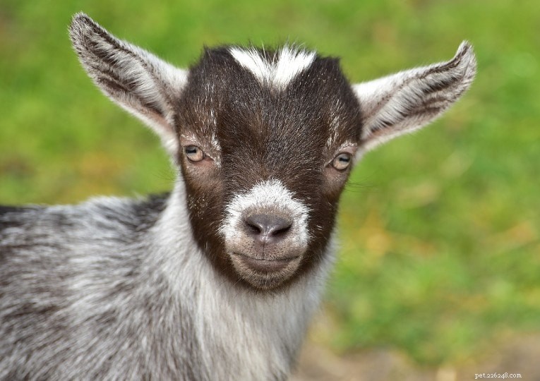 How Intelligent Are Goats? Insights from Scientific Research