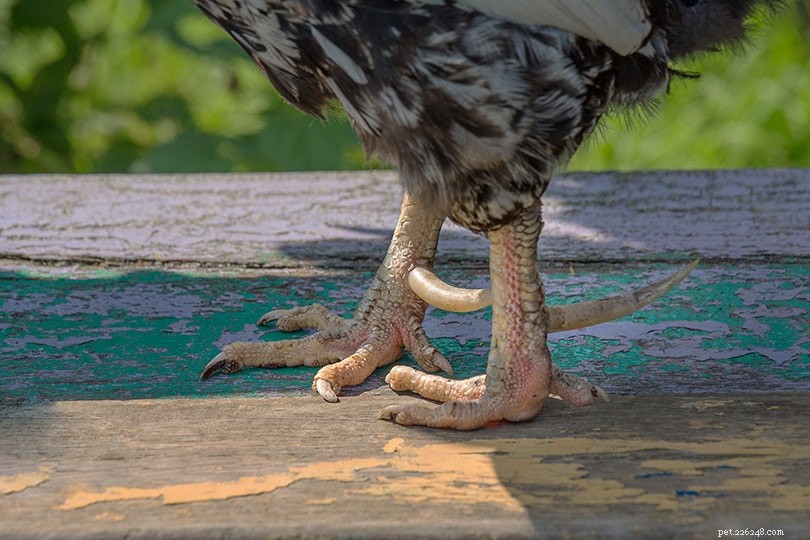 When Do Roosters Develop Spurs? A Comprehensive Guide