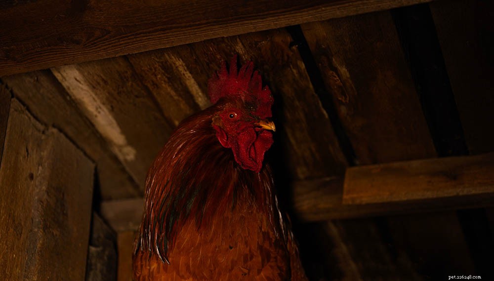 Understanding Nighttime Rooster Crowing: Causes, Normalcy, and How to Handle It