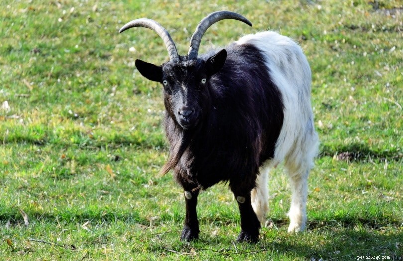 Do Goats See Color? Understanding Goat Vision and Color Perception