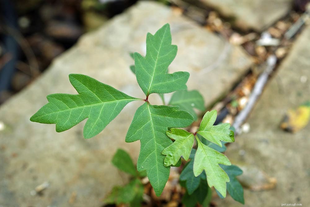 Can Goats Safely Consume Poison Ivy? Key Facts & Safety Tips