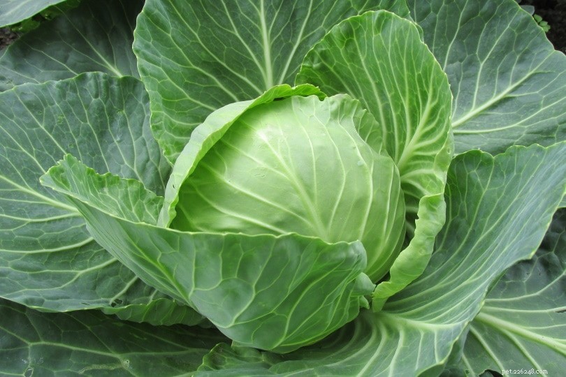 Can Goats Eat Cabbage? Safe Feeding Tips & Nutritional Benefits