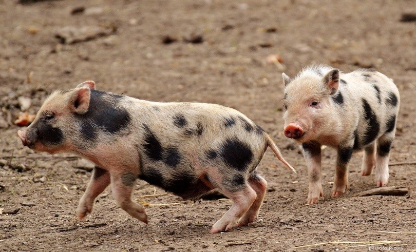 Are Pigs Intelligent? Scientific Evidence Reveals Their Cognitive Abilities