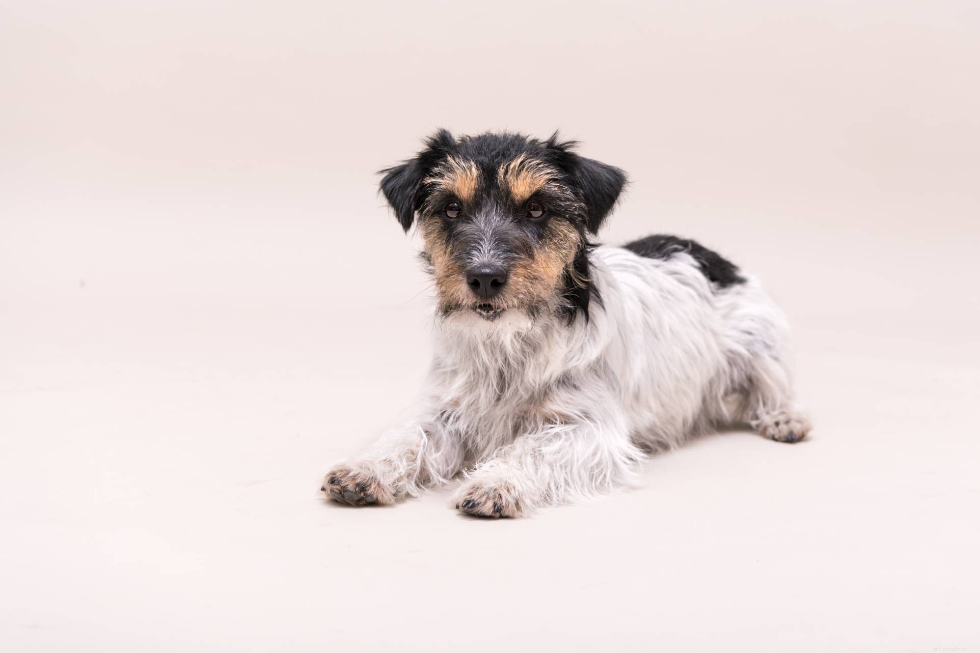 Jack Russell Terrier × German Shepherd Mix: A Loyal, Playful Companion for Active Families
