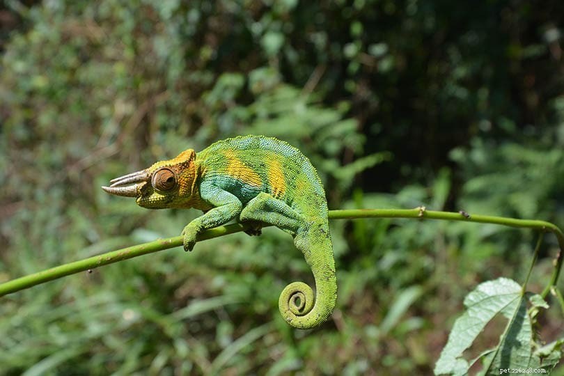 Jackson Chameleons for Sale – 2022 Trusted Breeder Directory in the USA
