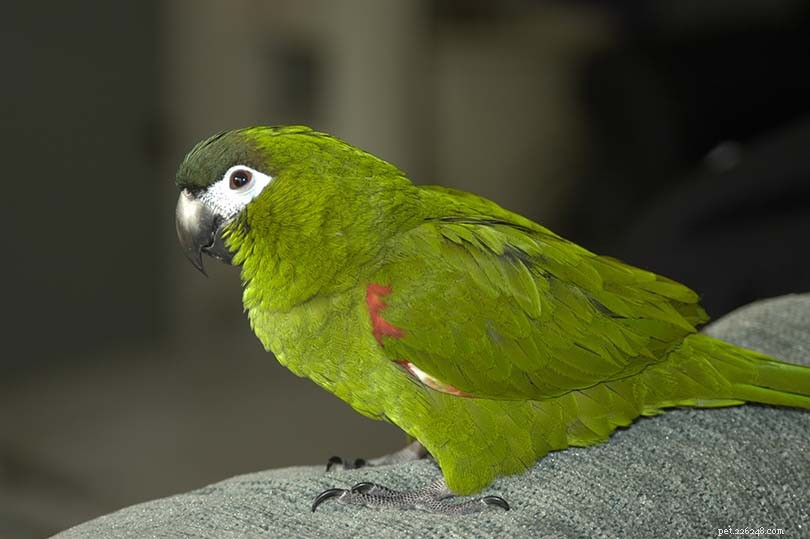 Hahn’s Macaw: Small, Sweet, and Low‑Maintenance Pet Parrot