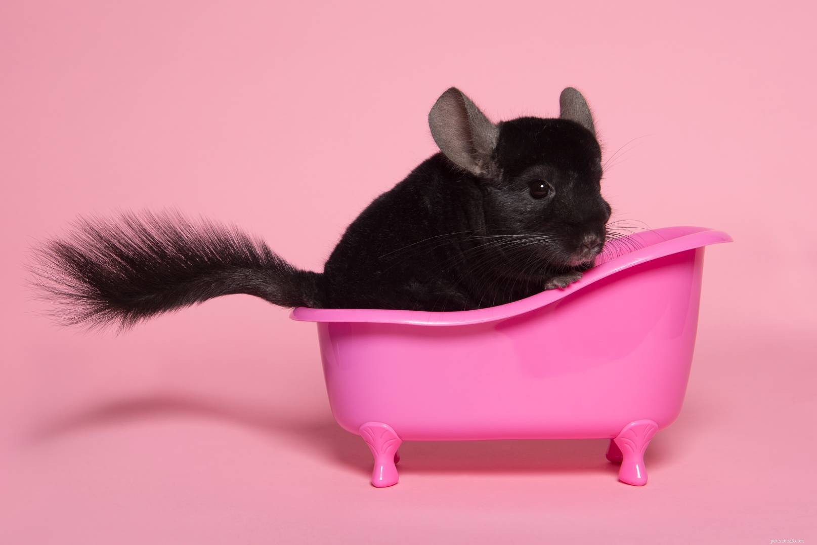Do Chinchillas Get Wet? Expert Care Tips You Need to Know