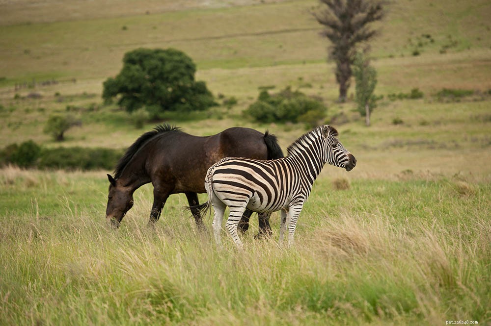 How Closely Are Horses and Zebras Related? Expert Insights