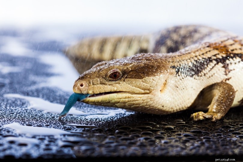 Blue Tongue Skink Breeders in the USA – 2024 List & Ethical Buying Guide