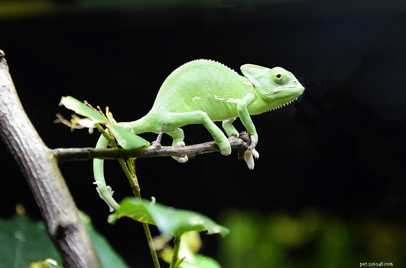 Trusted Veiled Chameleon Breeders in the USA – 2022 List & Buying Guide