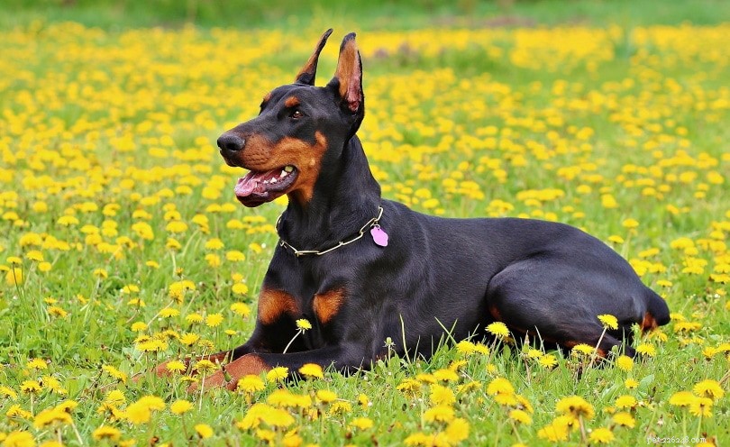 Doberman Ear Cropping: Is It Essential? The Facts Explained