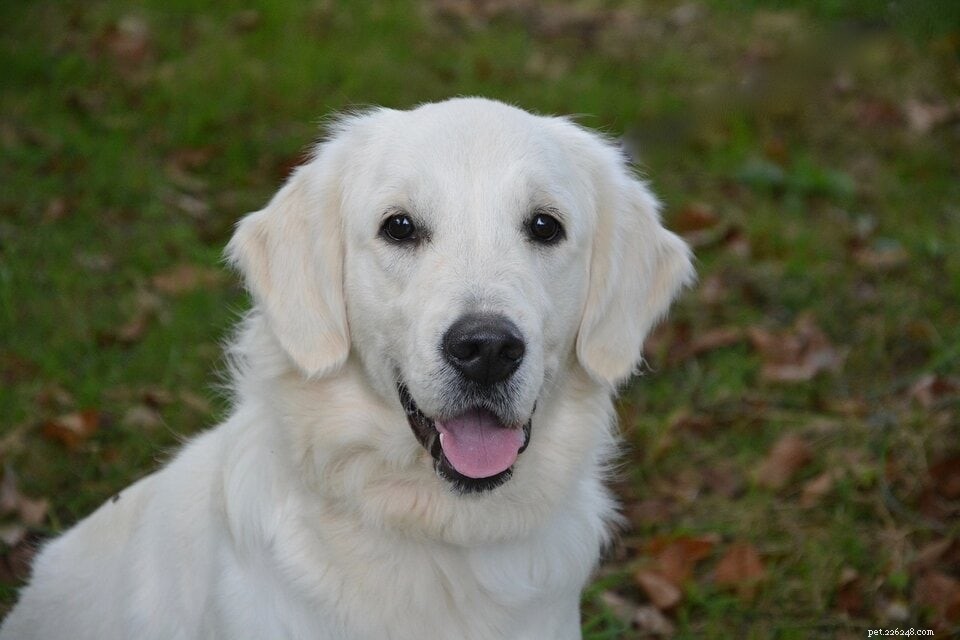English Cream Golden Retriever: All About the White‑Coated Canine – Facts, Origin & Care