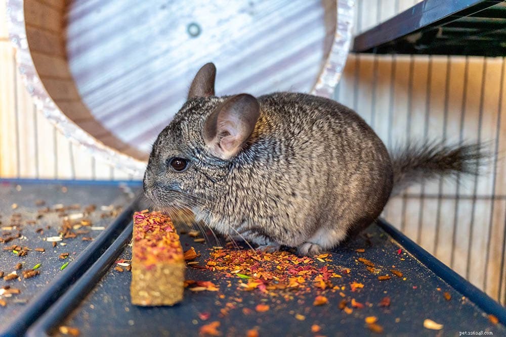 Should You Feed Rabbit Food to Chinchillas? A Vet‑Approved Guide