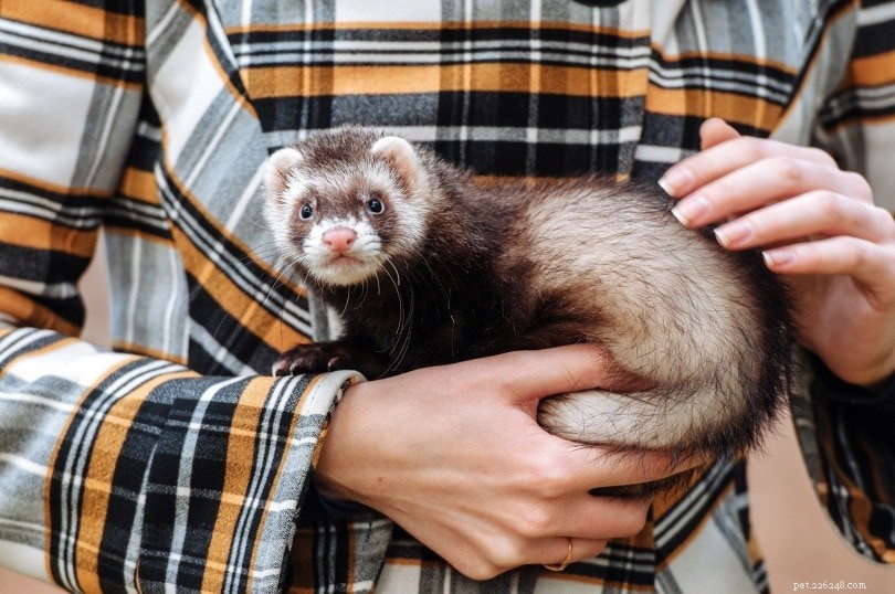 Why Ferrets Are Prohibited in California: Understanding the 1933 Ban