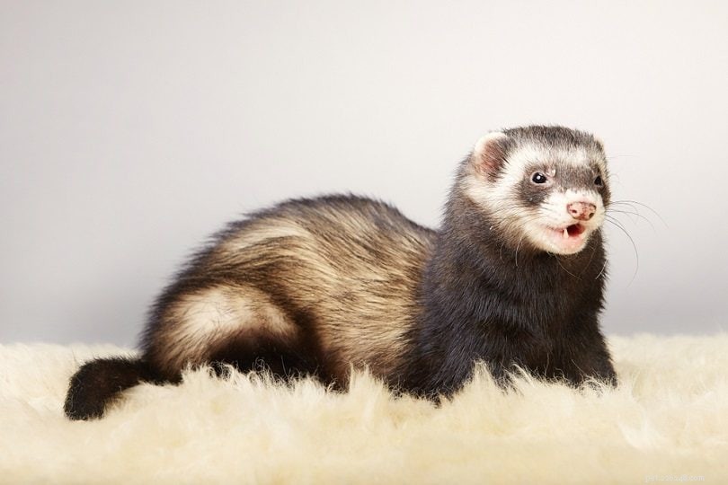 The Origins of Ferrets: From Wild Mustelids to Popular Pets