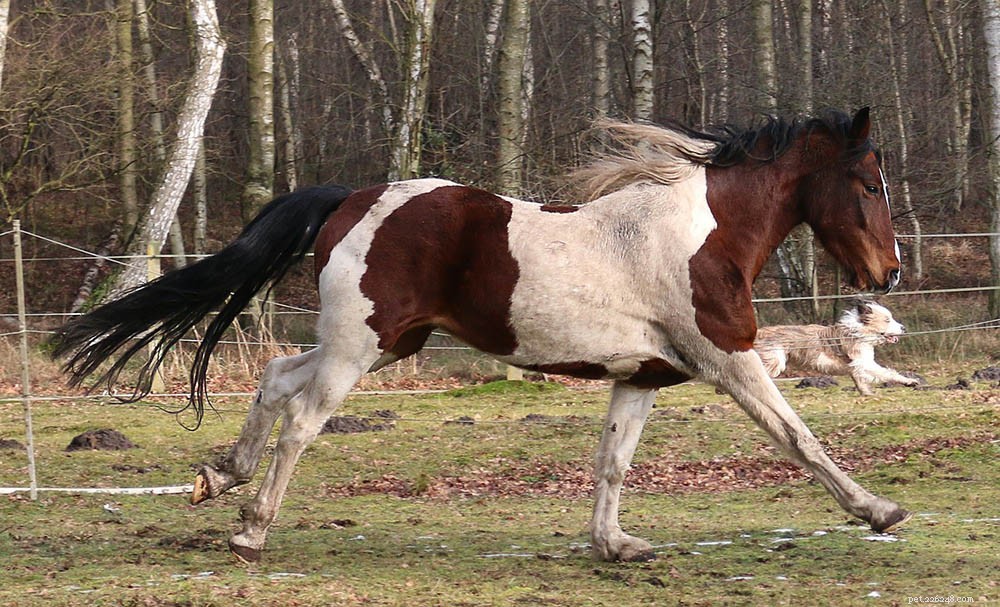 8 Predators That Endanger Horses: Expert Insights
